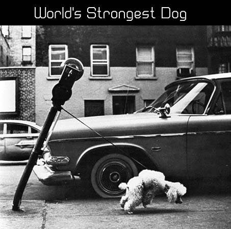 strongdog